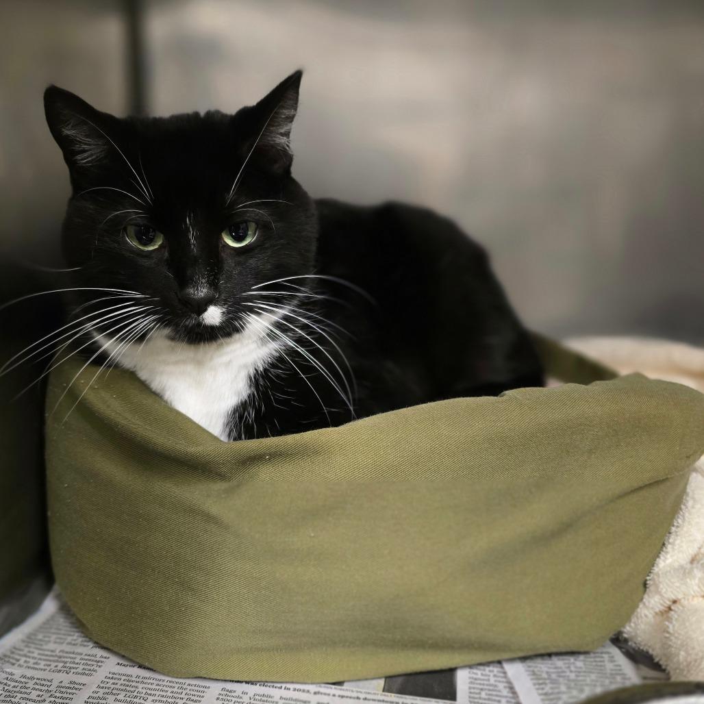 Gema, Adoptable, Adult Female Domestic Short Hair.