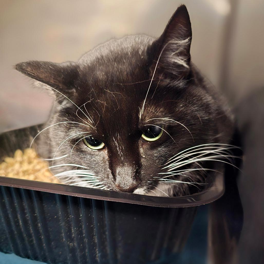 Enlarge Gema, a Adoptable Domestic Short Hair in Waldorf, MD image 2/2