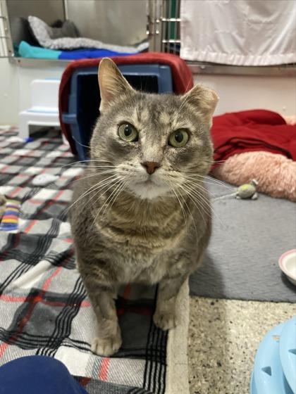 Enlarge Scarlet, an adoptable Domestic Short Hair in Whitby, ON image 1/1