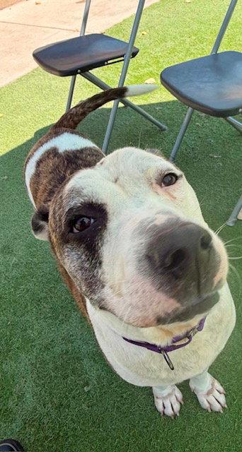 Chex Mix, Adoptable, Adult Male American Staffordshire Terrier.