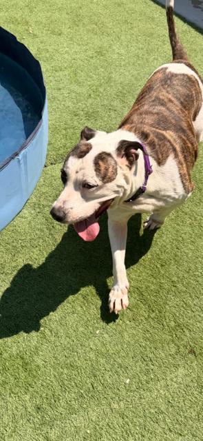 Enlarge Chex Mix, a Adoptable American Staffordshire Terrier in Midway, UT image 2/3