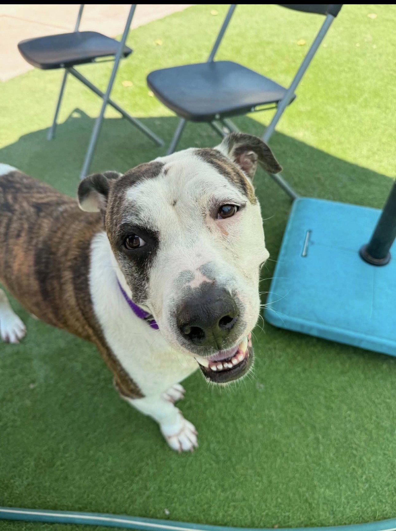 Enlarge Chex Mix, a Adoptable American Staffordshire Terrier in Midway, UT image 3/3