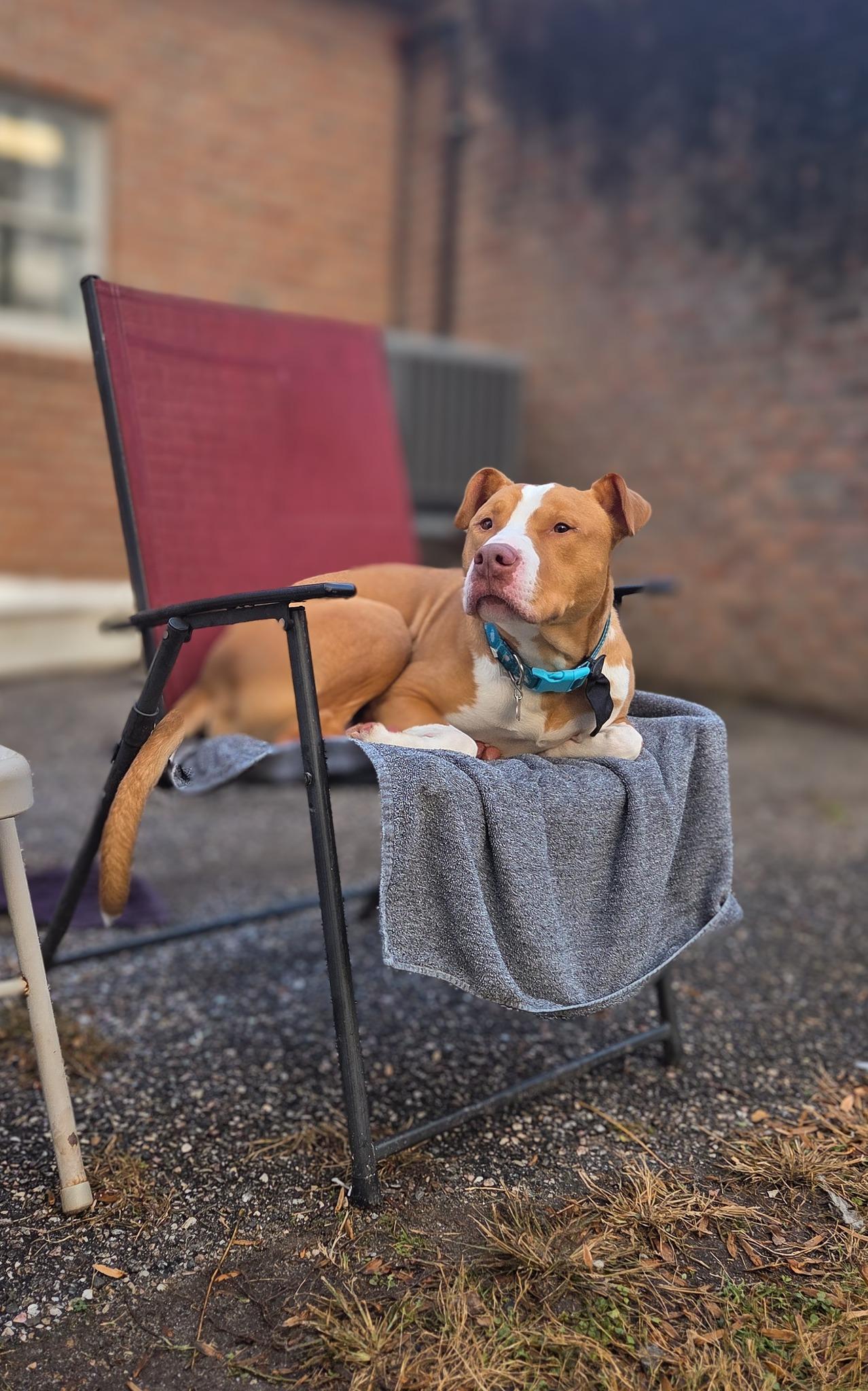 Enlarge Manny, a Adoptable Pit Bull Terrier in Phoenix, MD image 3/5