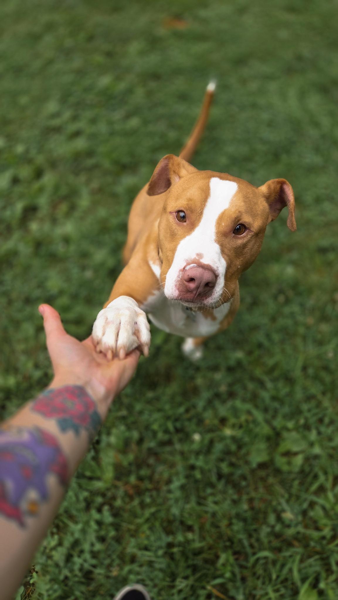 Enlarge Manny, a Adoptable Pit Bull Terrier in Phoenix, MD image 2/5