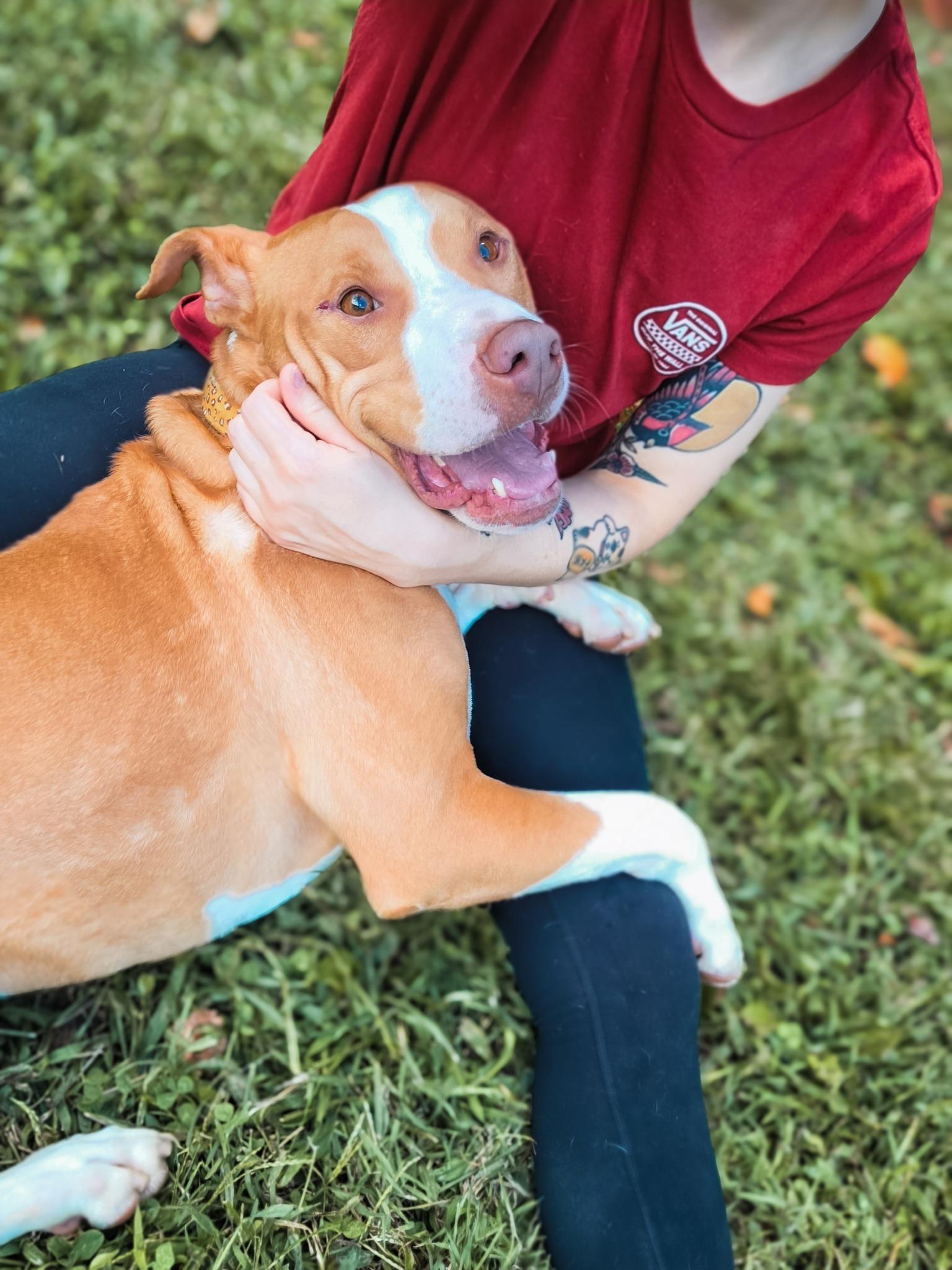 Manny, Adoptable, Adult Male Pit Bull Terrier.