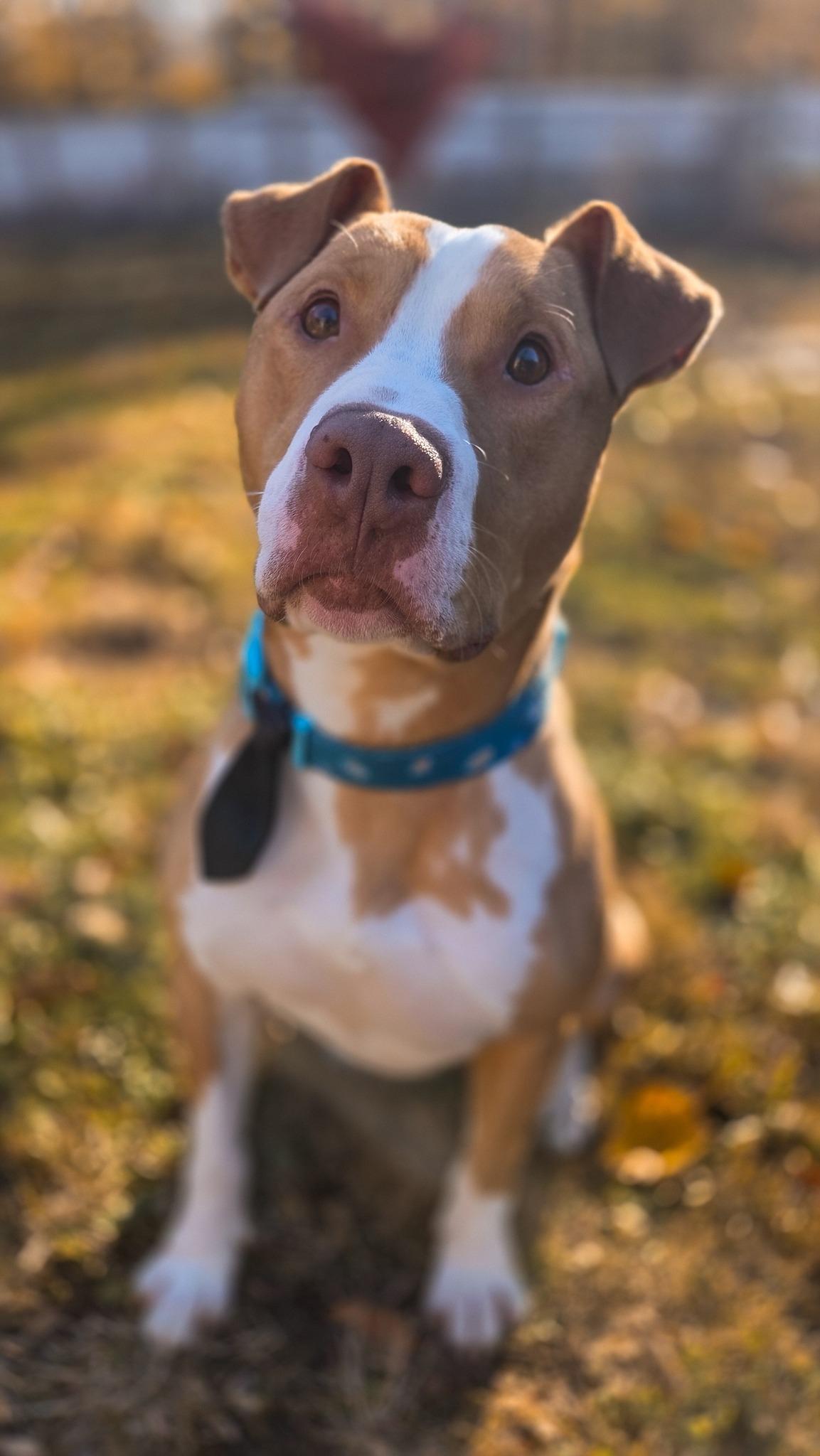 Enlarge Manny, a Adoptable Pit Bull Terrier in Phoenix, MD image 5/5