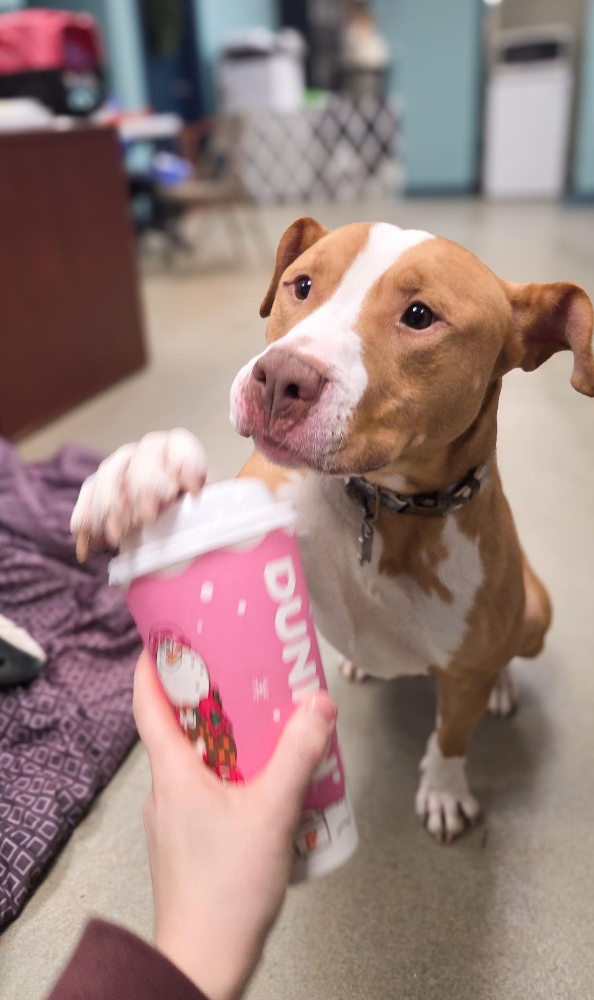 Enlarge Manny, a Adoptable Pit Bull Terrier in Phoenix, MD image 4/5