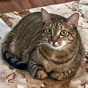 Ariana, Adoptable, Young Female Torbie & Domestic Short Hair.