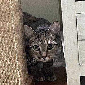 Enlarge Ariana, a Adoptable mixed breed in Garner, NC image 3/4