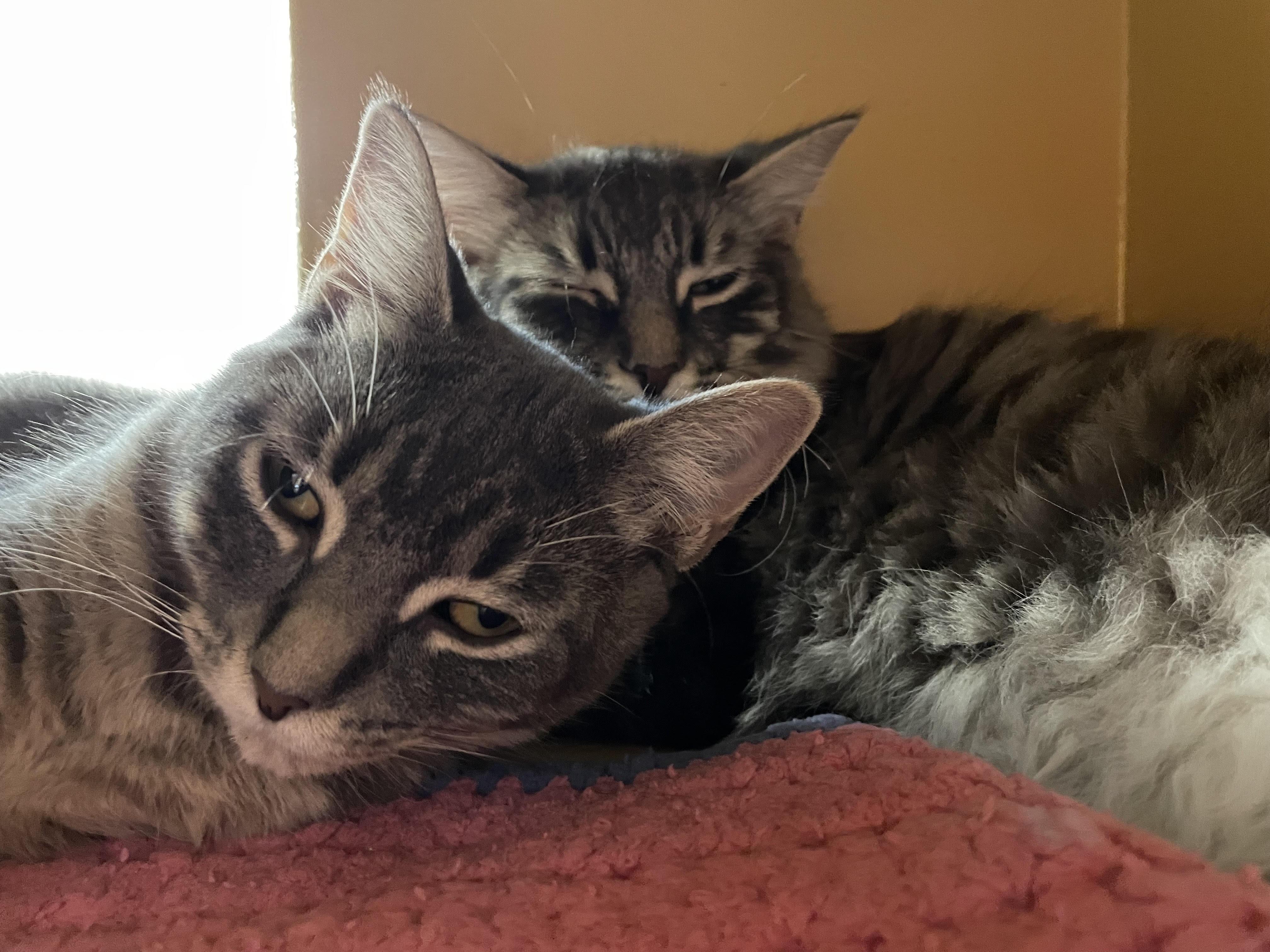 Dakota, a Adoptable Domestic Medium Hair in Pickering, ON image 1/6