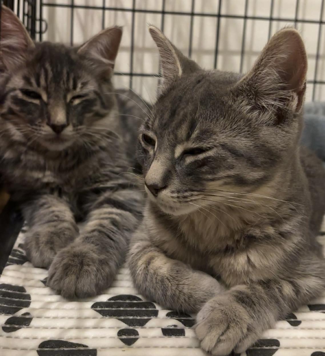 Dakota, a Adoptable Domestic Medium Hair in Pickering, ON image 4/6