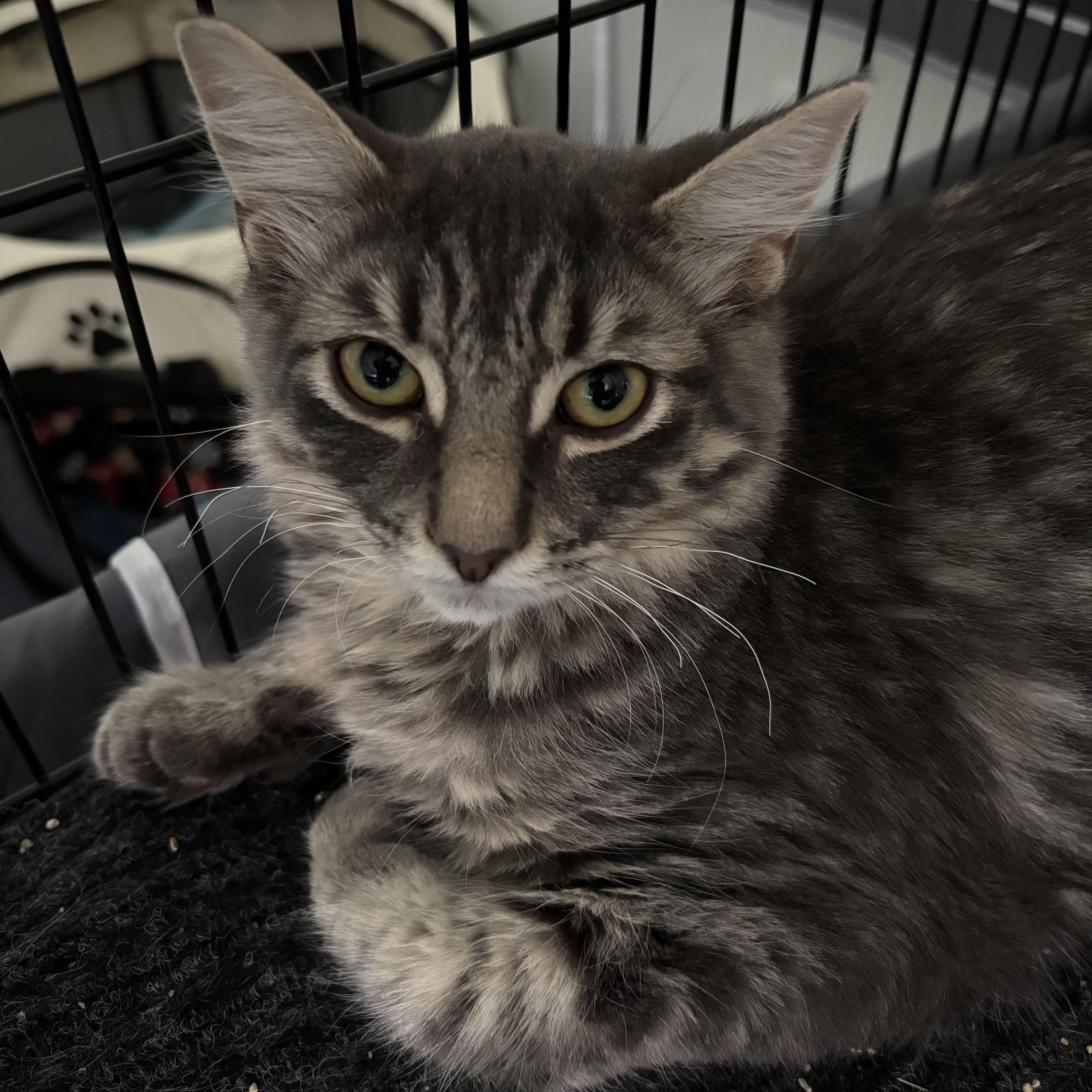 Dakota, Adoptable, Young Male Domestic Medium Hair.