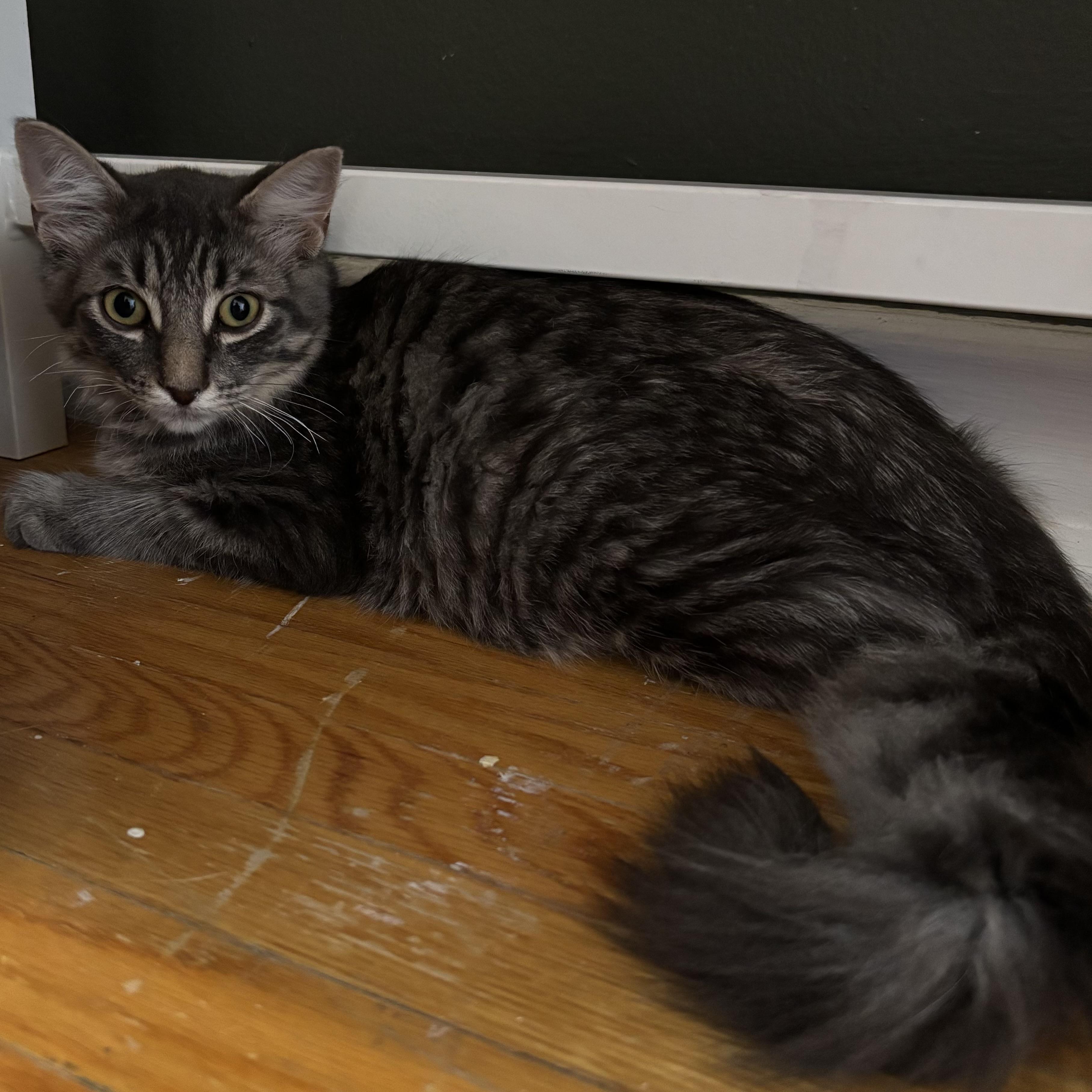 Dakota, a Adoptable Domestic Medium Hair in Pickering, ON image 6/6