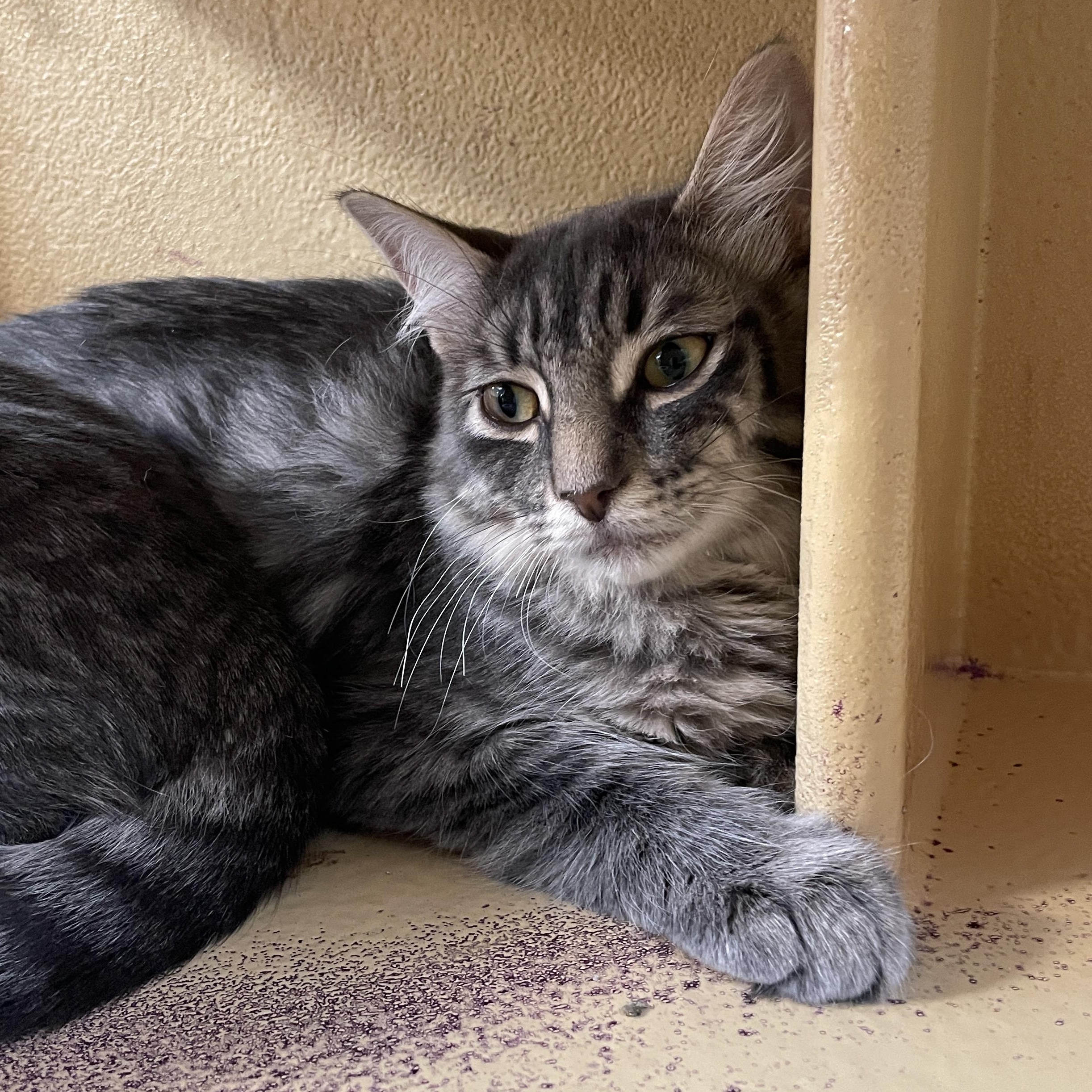 Dakota, a Adoptable Domestic Medium Hair in Pickering, ON image 5/6