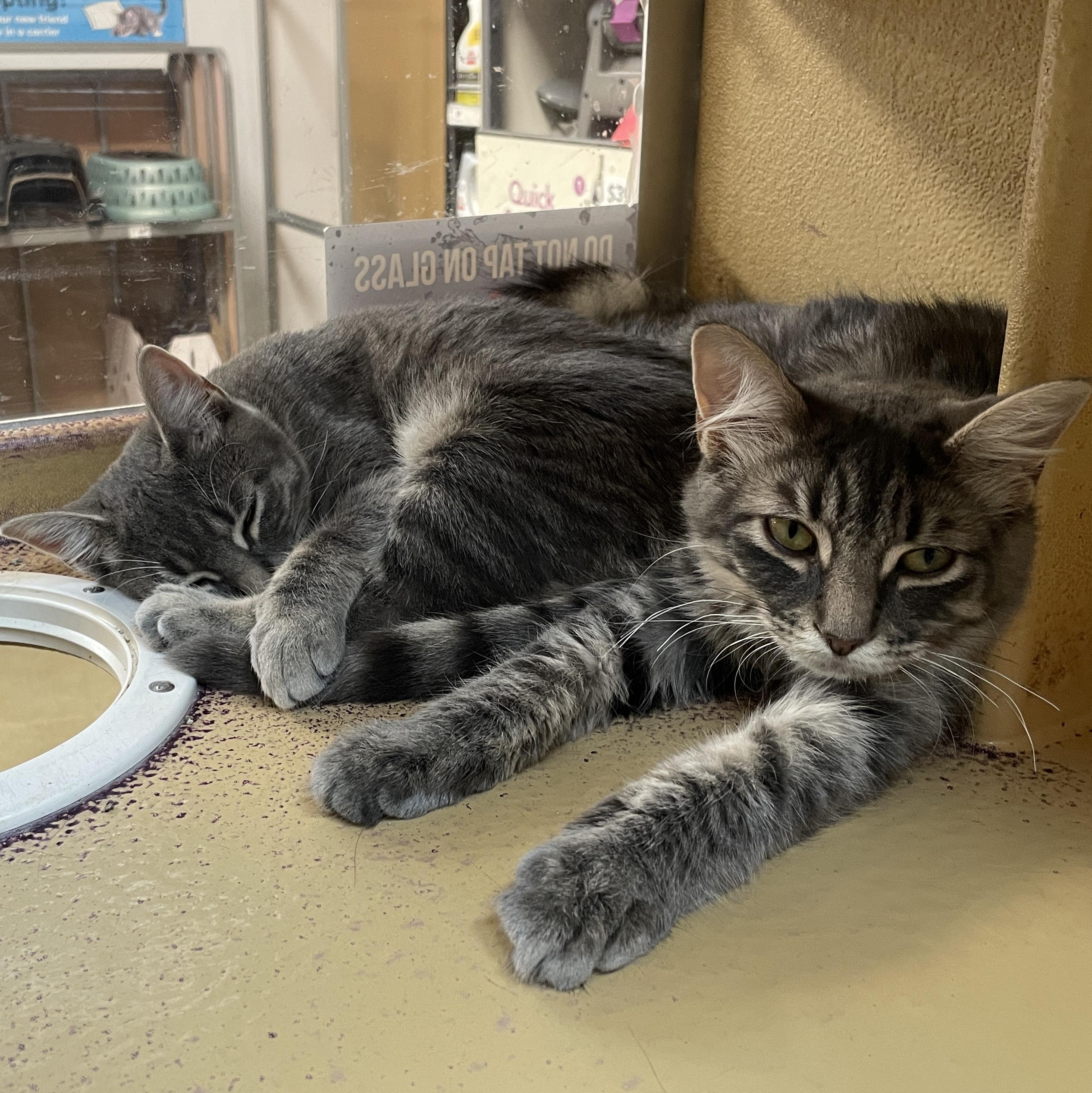 Dakota, a Adoptable Domestic Medium Hair in Pickering, ON image 2/6