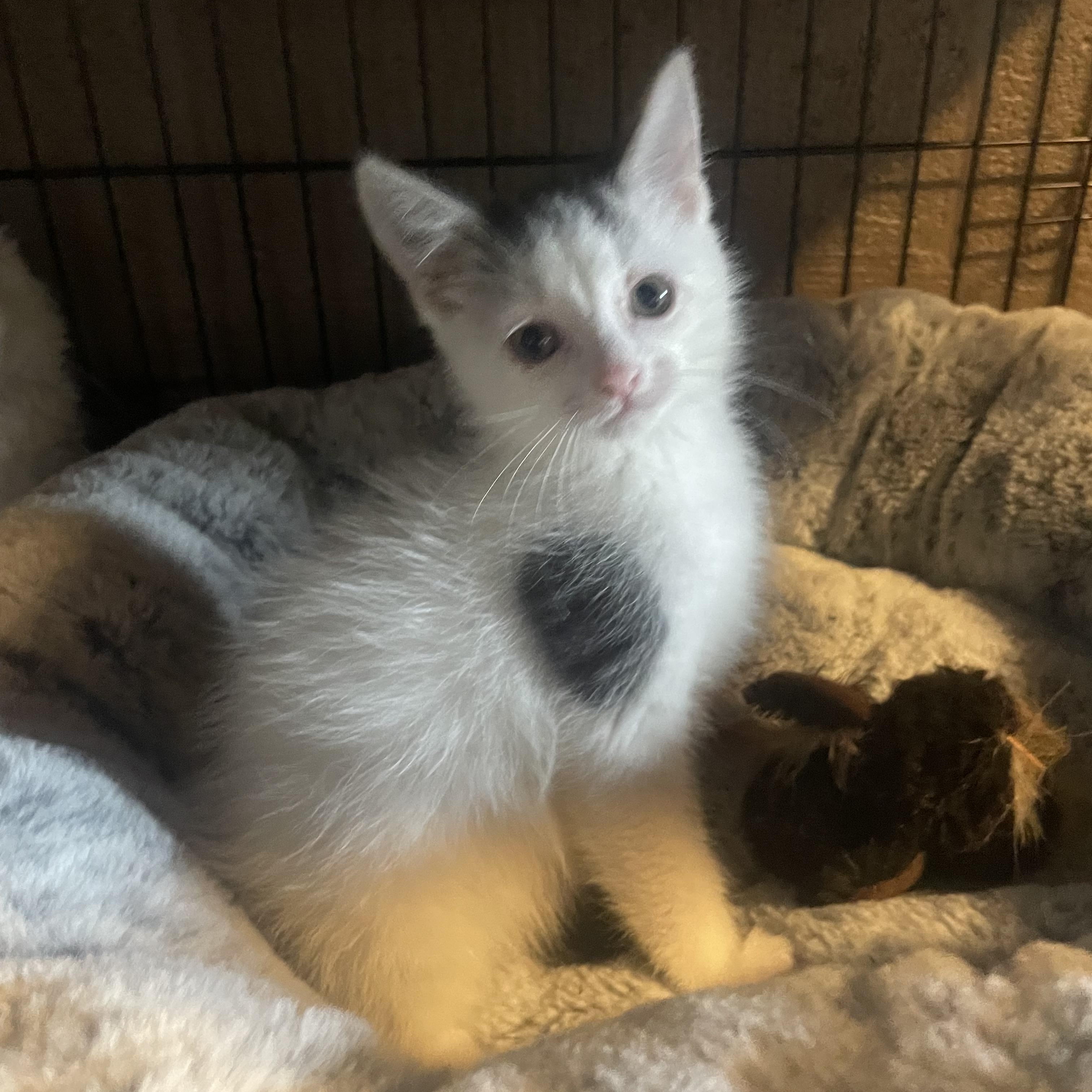 Macho, Adoptable, Kitten Male Domestic Medium Hair.