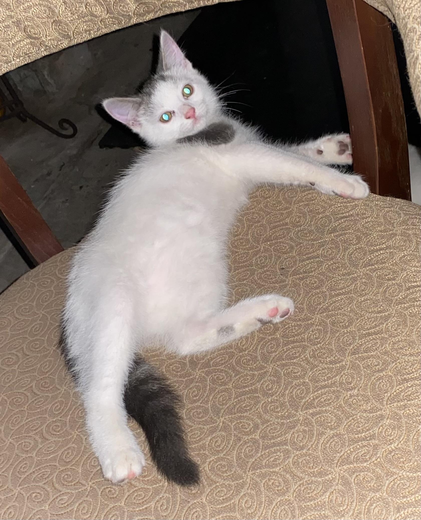 Enlarge Macho, a Adoptable Domestic Medium Hair in Export, PA image 4/6