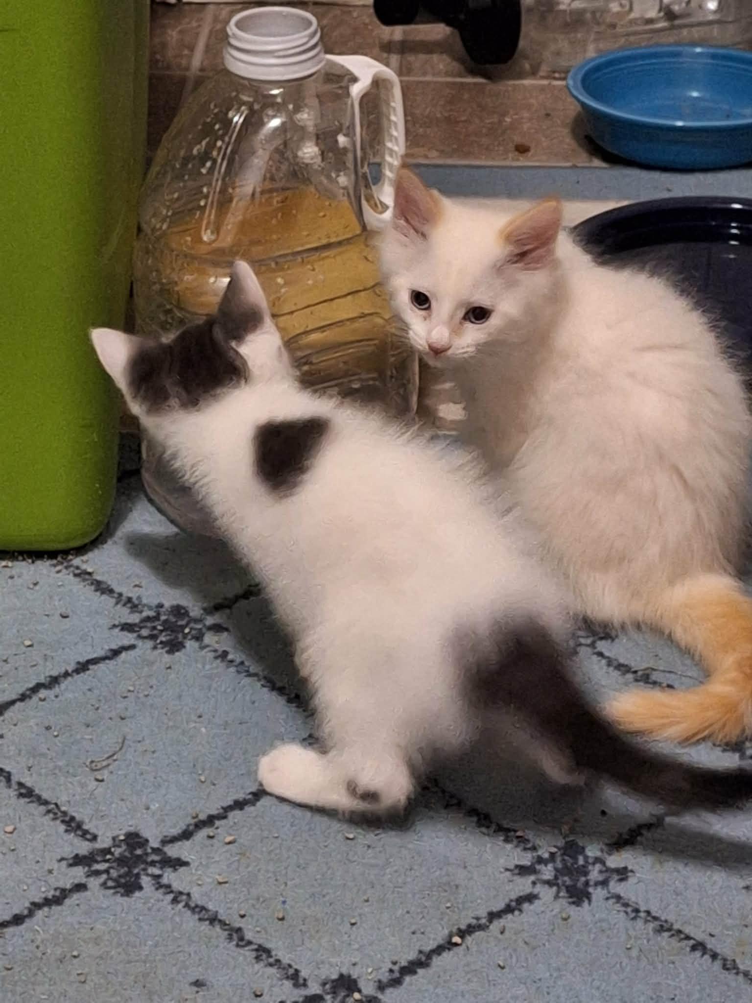 Enlarge Macho, a Adoptable Domestic Medium Hair in Export, PA image 6/6