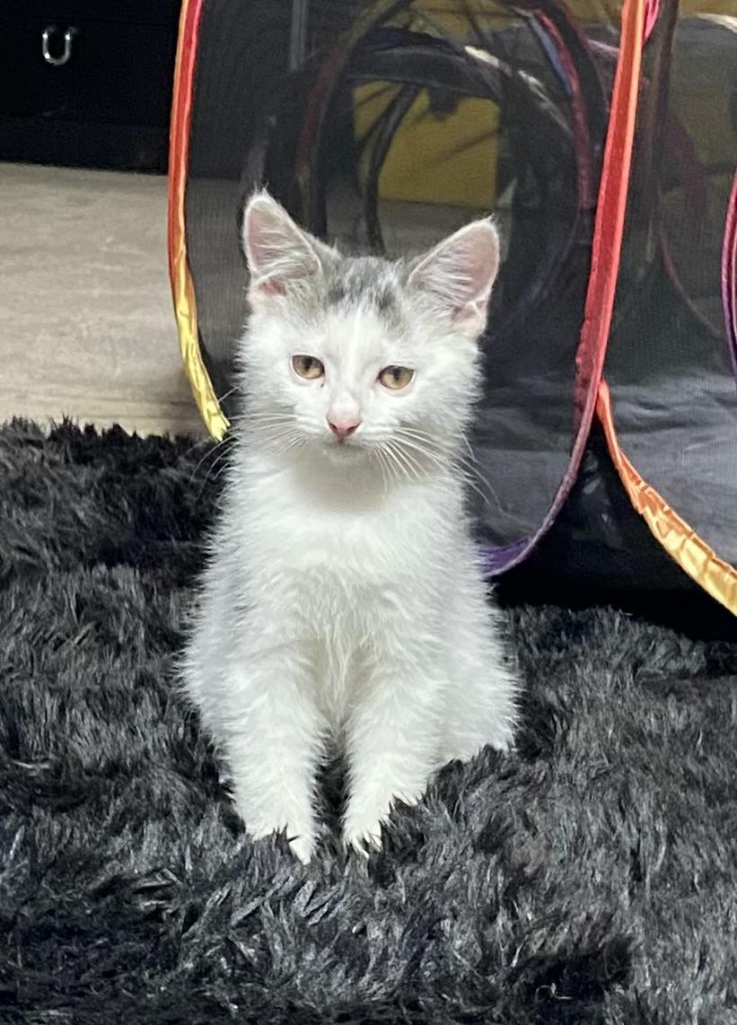 Enlarge Macho, a Adoptable Domestic Medium Hair in Export, PA image 2/6