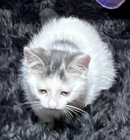 Enlarge Macho, a Adoptable Domestic Medium Hair in Export, PA image 5/6