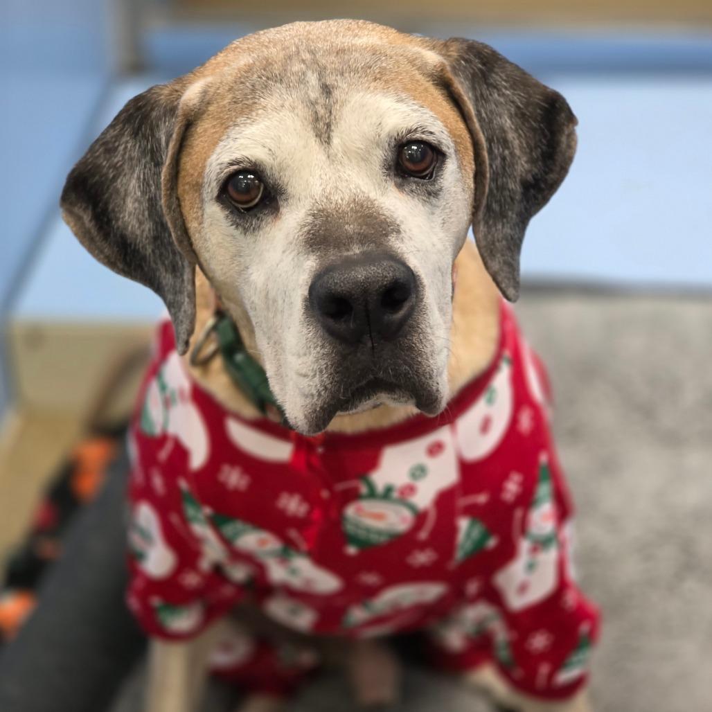 Enlarge Ruger, a Adoptable mixed breed in Council Bluffs, IA image 2/4