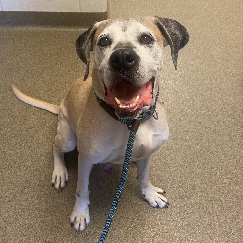 Enlarge Ruger, a Adoptable mixed breed in Council Bluffs, IA image 3/4