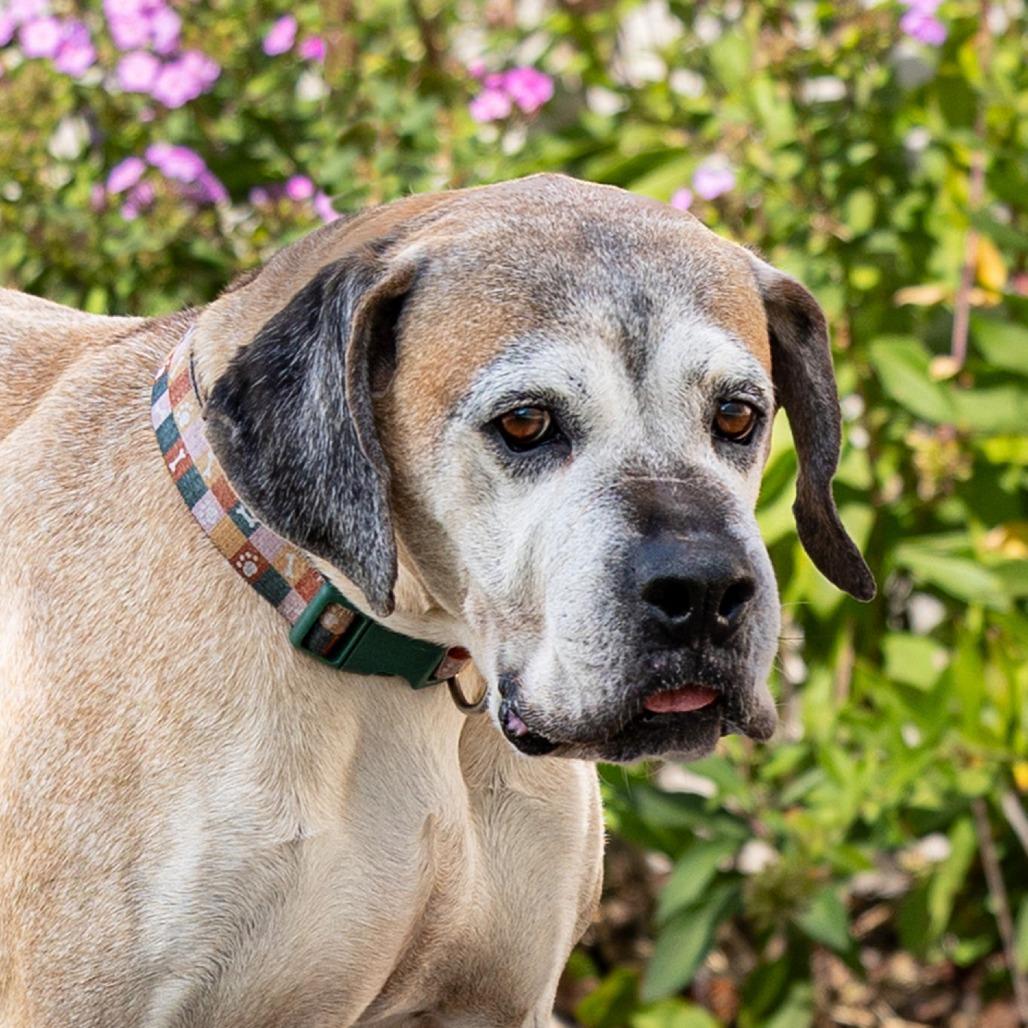 Enlarge Ruger, a Adoptable mixed breed in Council Bluffs, IA image 4/4