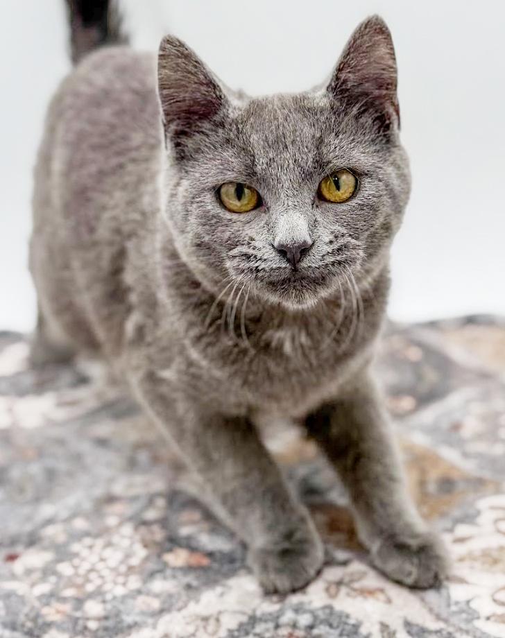 Pistachio is truly purrfect!   WOW is he a doll!  VIDEO!!, ADOPTABLE, Kitten Male Russian Blue.