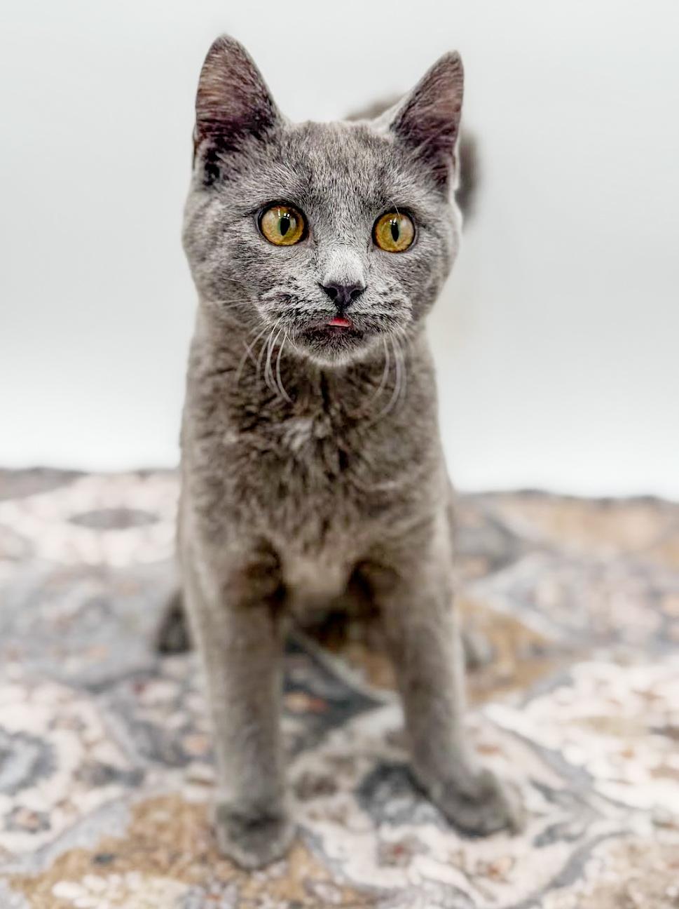 Pistachio is truly purrfect! WOW is he a doll! VIDEO!!, a ADOPTABLE Russian Blue in Bedford Hills, NY image 3/6