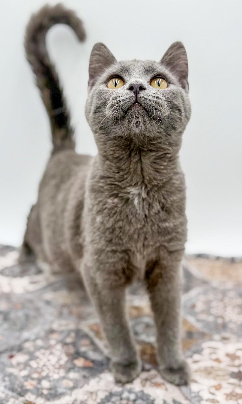 Pistachio is truly purrfect! WOW is he a doll! VIDEO!!, a ADOPTABLE Russian Blue in Bedford Hills, NY image 6/6