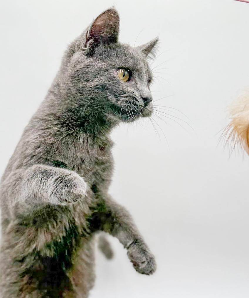 Pistachio is truly purrfect! WOW is he a doll! VIDEO!!, a ADOPTABLE Russian Blue in Bedford Hills, NY image 5/6