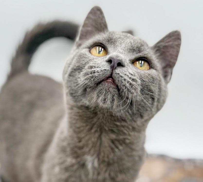 Pistachio is truly purrfect! WOW is he a doll! VIDEO!!, a ADOPTABLE Russian Blue in Bedford Hills, NY image 2/6