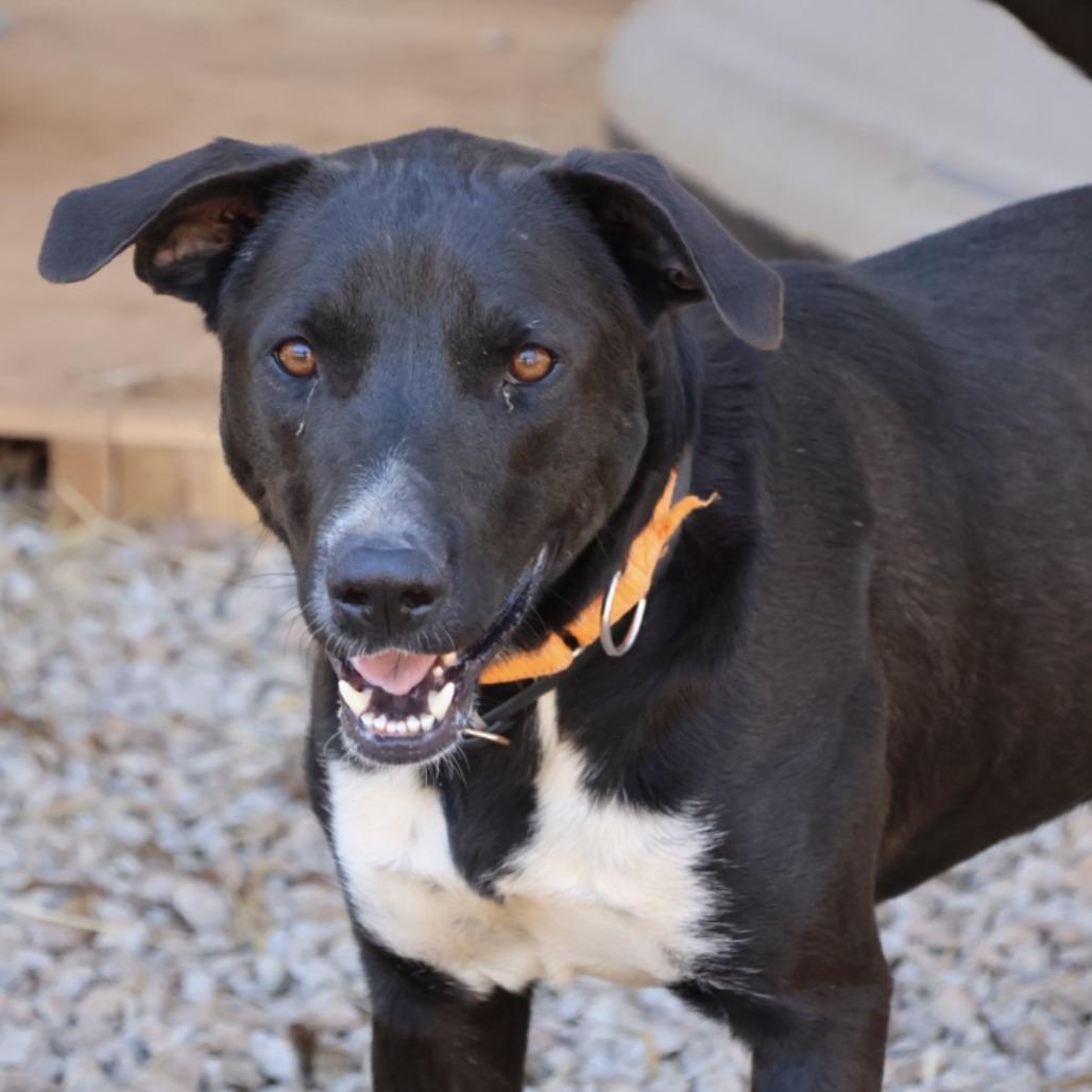 Enlarge Pippy, a Adoptable mixed breed in Delta, AL image 1/2