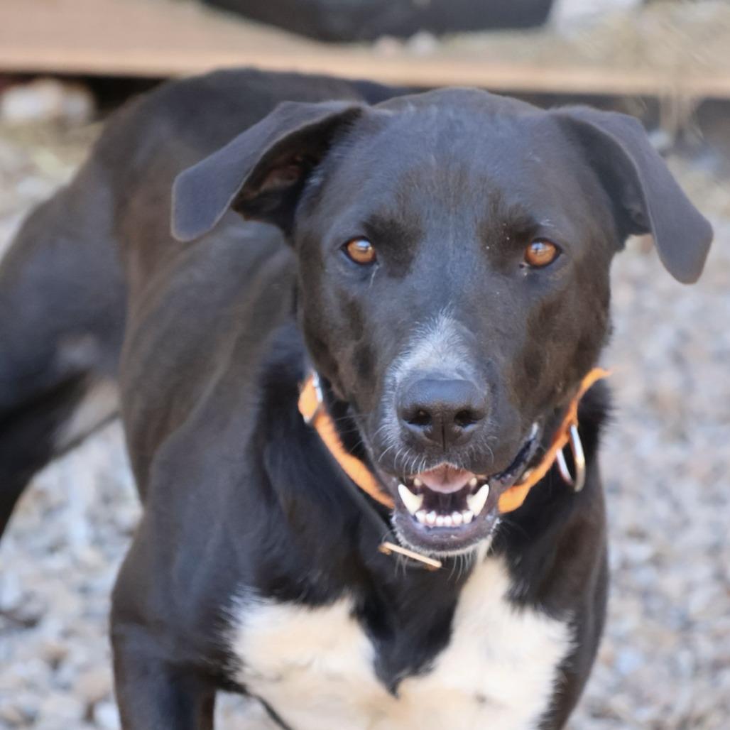 Pippy, Adoptable, Adult Female Border Collie.