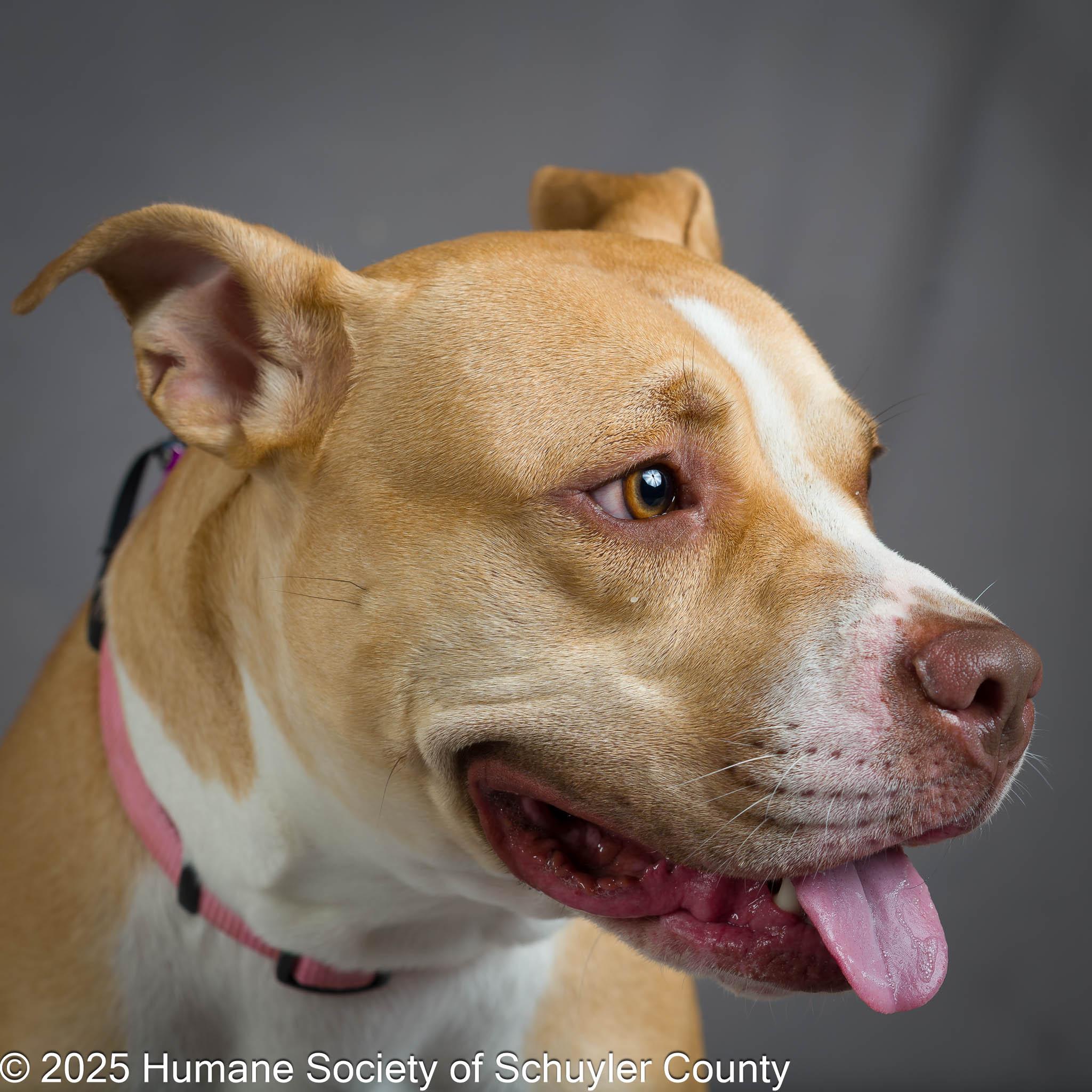 Cookie, a Adoptable mixed breed in Montour Falls, NY image 2/5