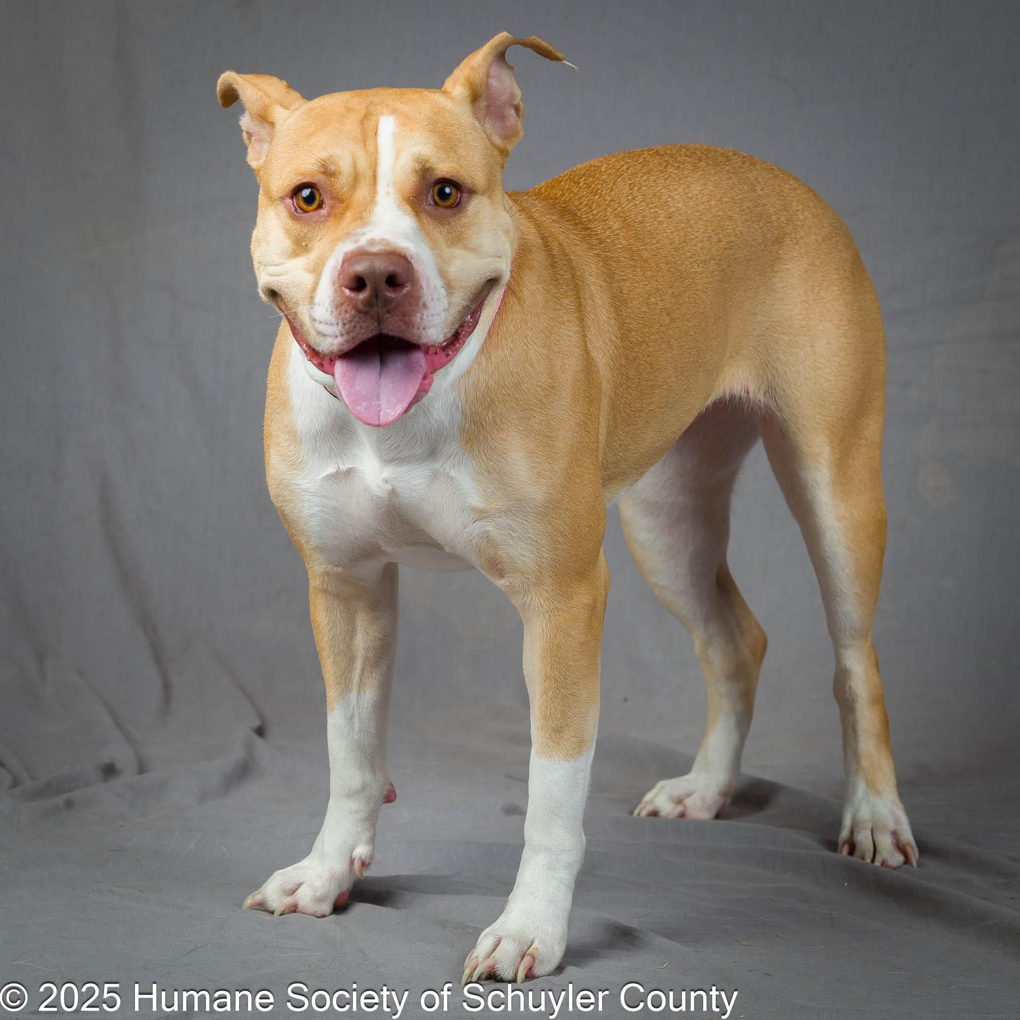 Cookie, a Adoptable mixed breed in Montour Falls, NY image 3/5