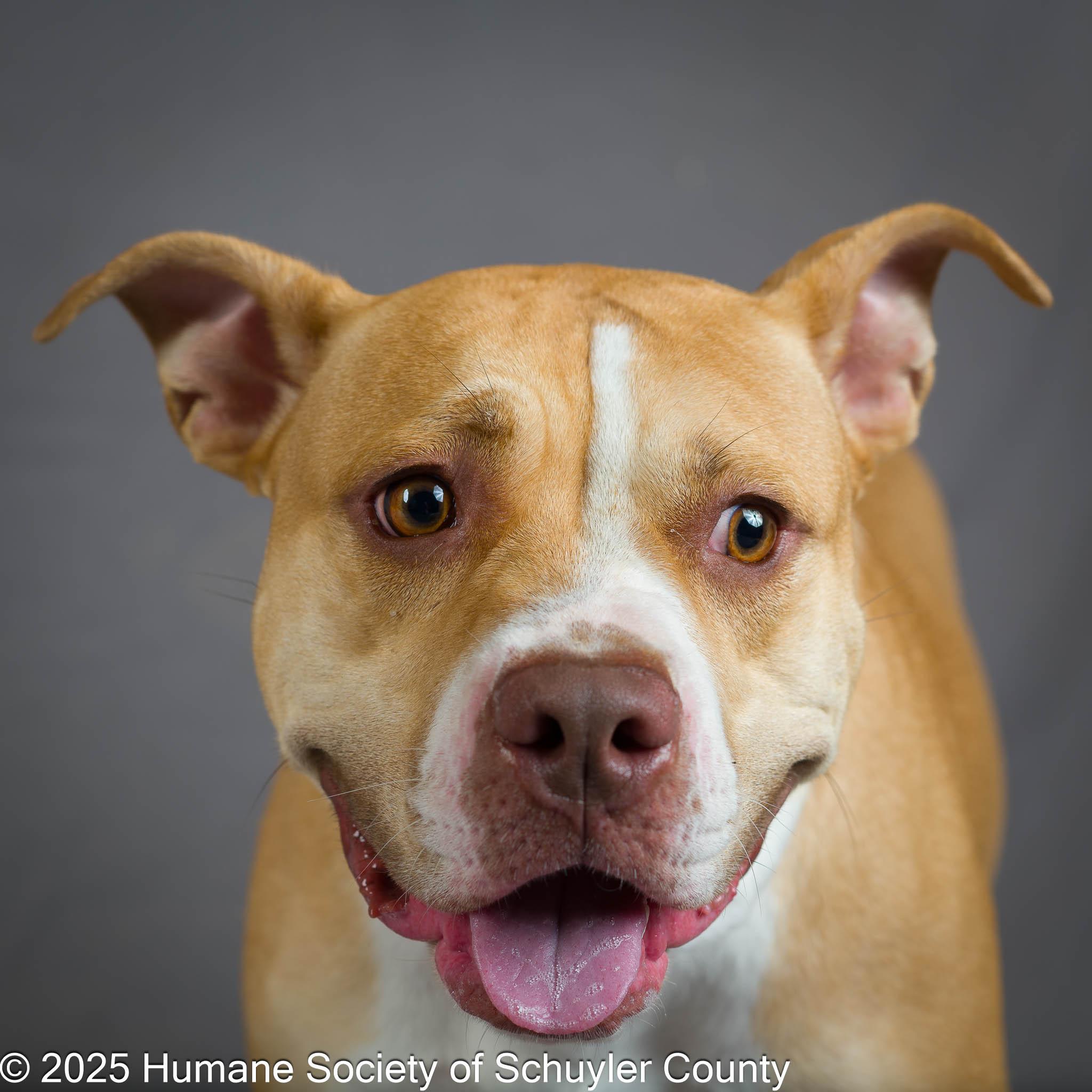 Cookie, a Adoptable mixed breed in Montour Falls, NY image 1/5
