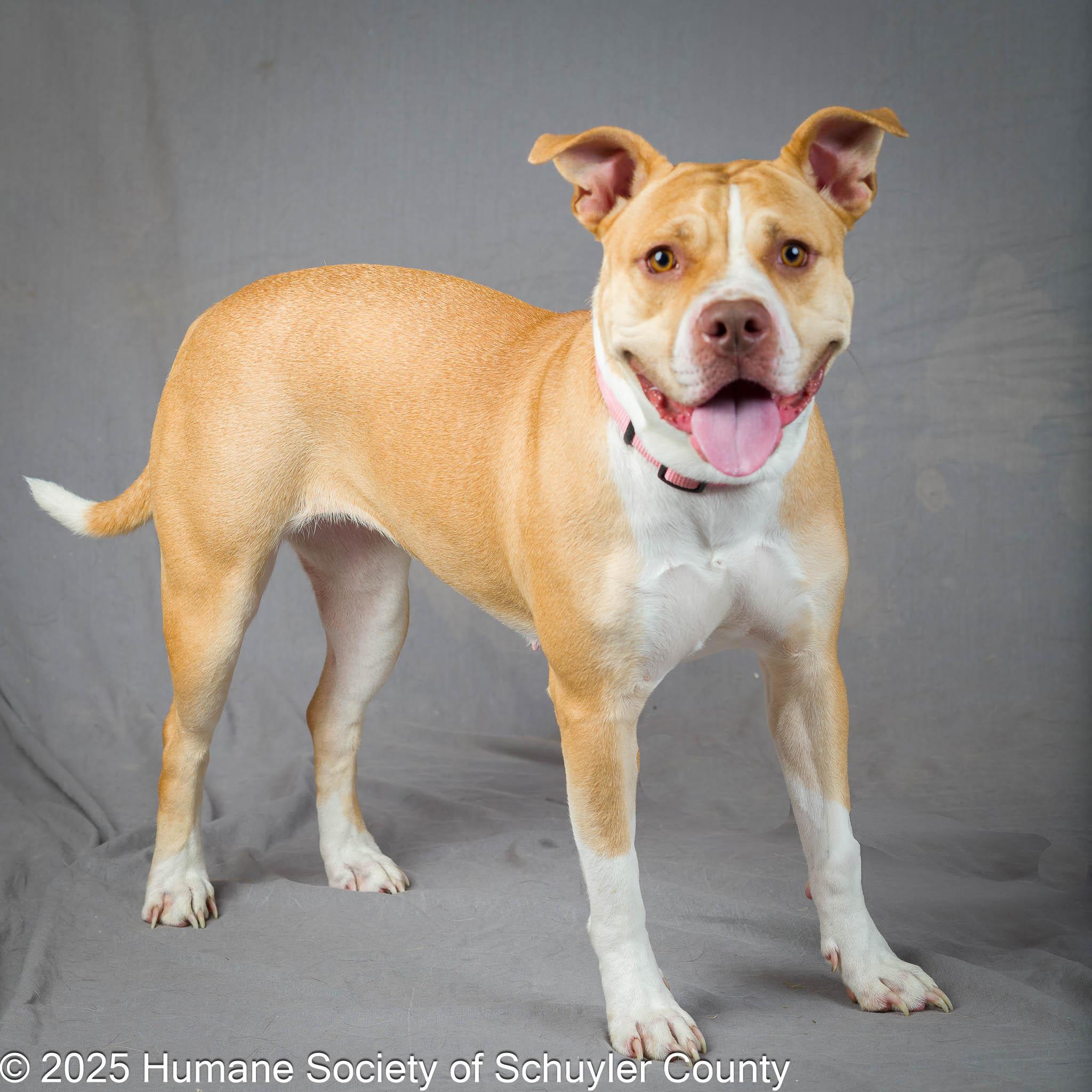 Cookie, a Adoptable mixed breed in Montour Falls, NY image 4/5