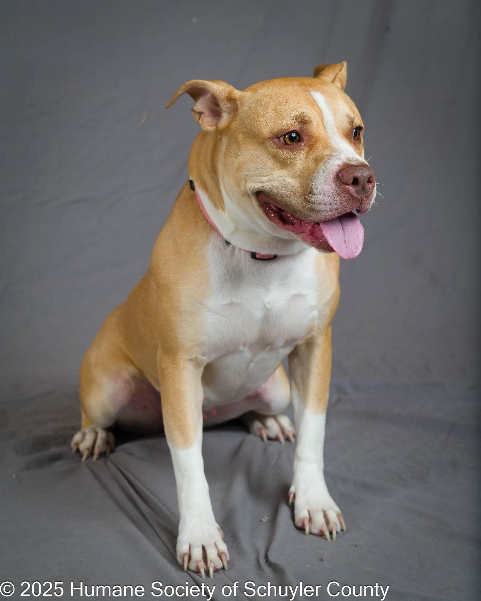 Cookie, a Adoptable mixed breed in Montour Falls, NY image 5/5