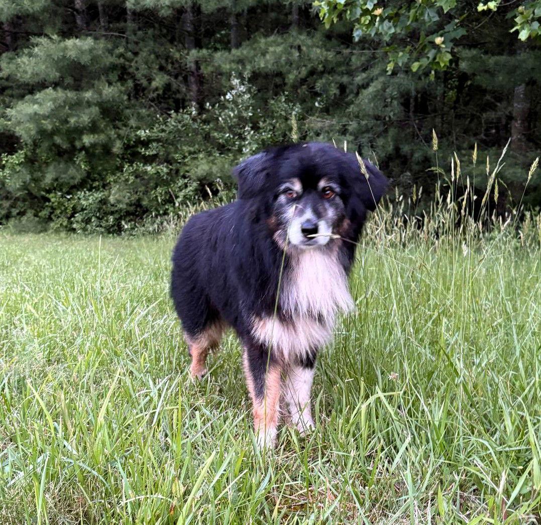 Buddy (5yo, 31lbs), Adopted, Senior Male Australian Shepherd.