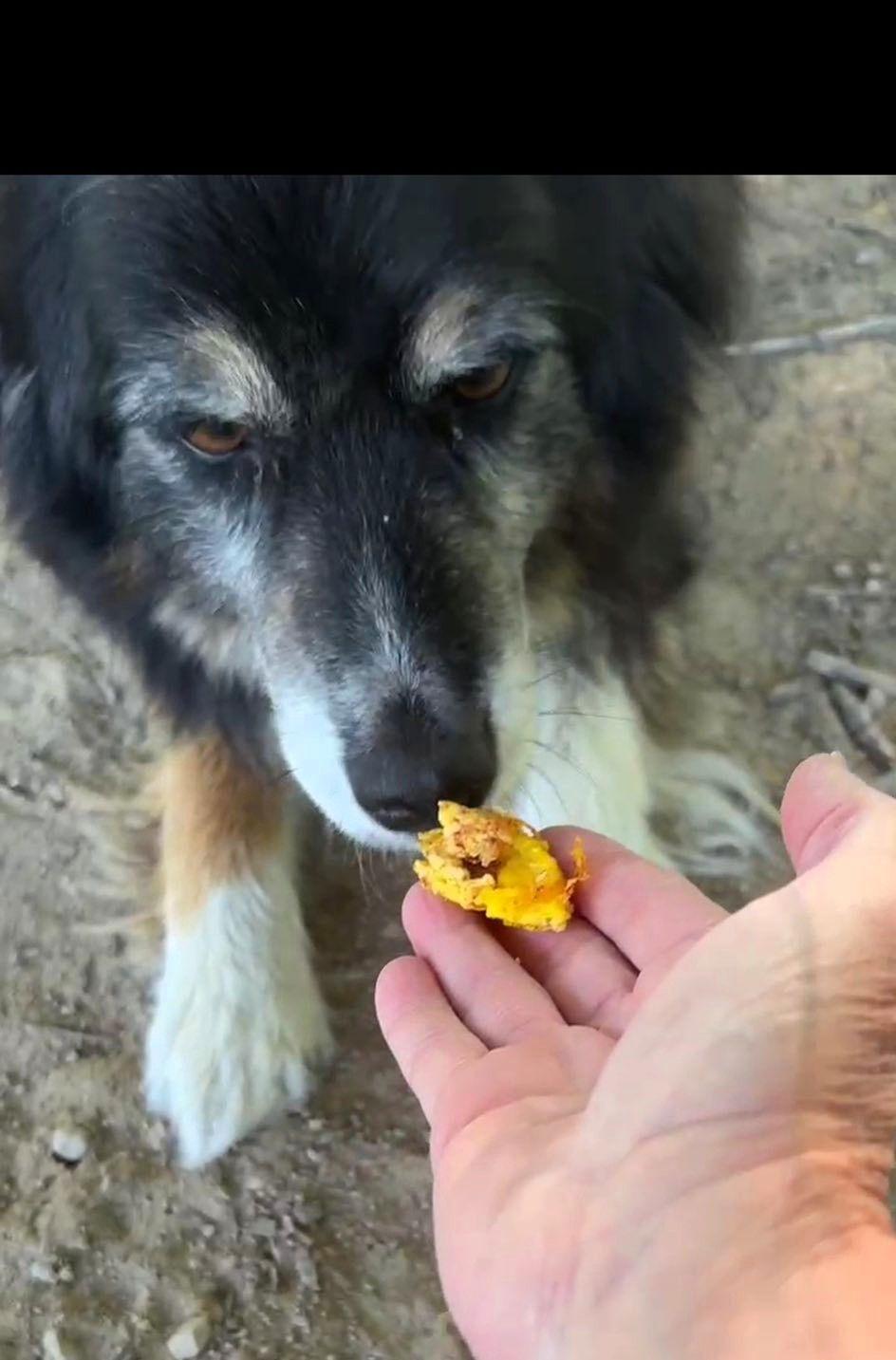 Enlarge Buddy (5yo, 31lbs), a Adopted Australian Shepherd in Hinton, WV image 2/3