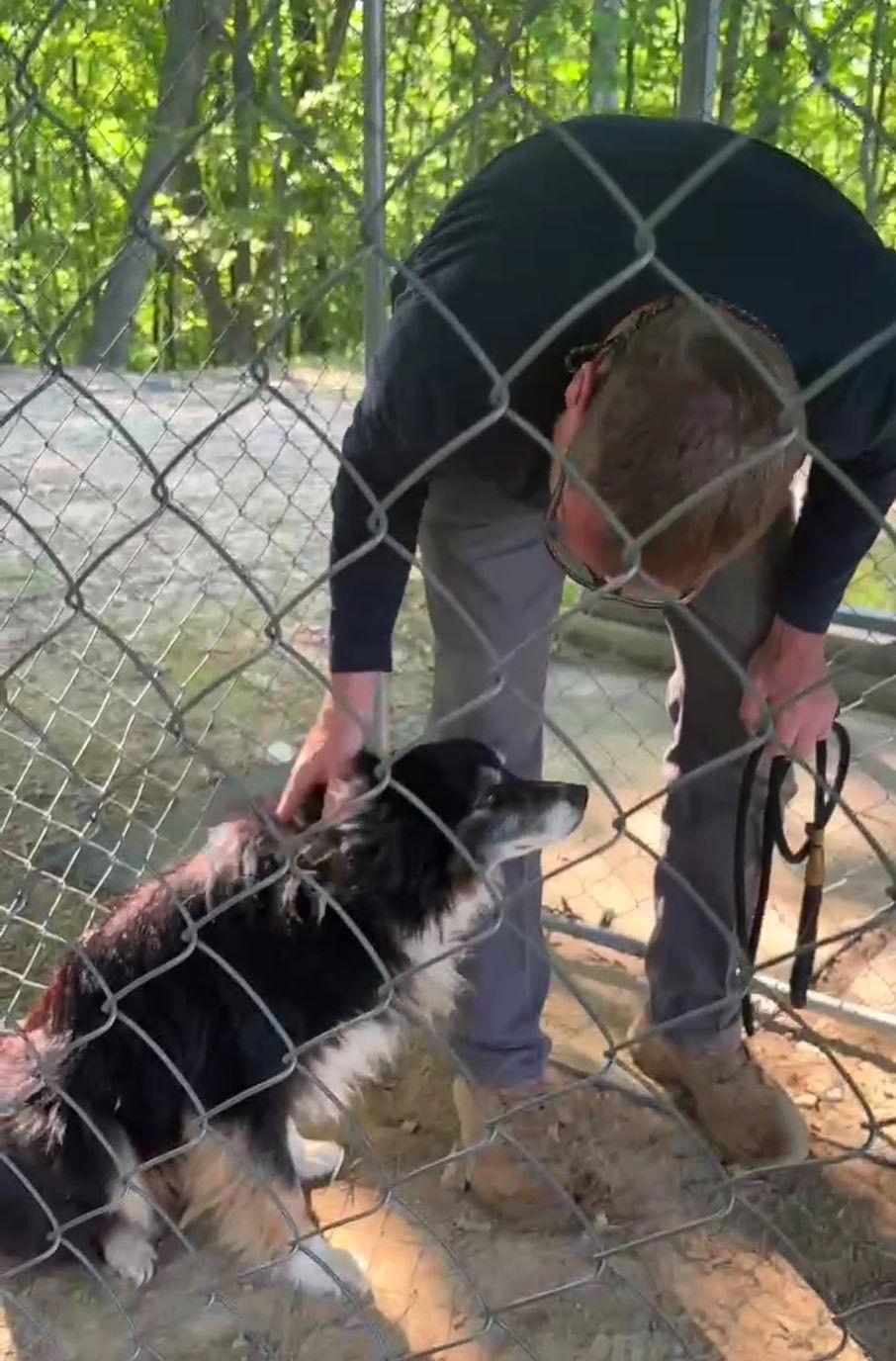 Enlarge Buddy (5yo, 31lbs), a Adopted Australian Shepherd in Hinton, WV image 3/3