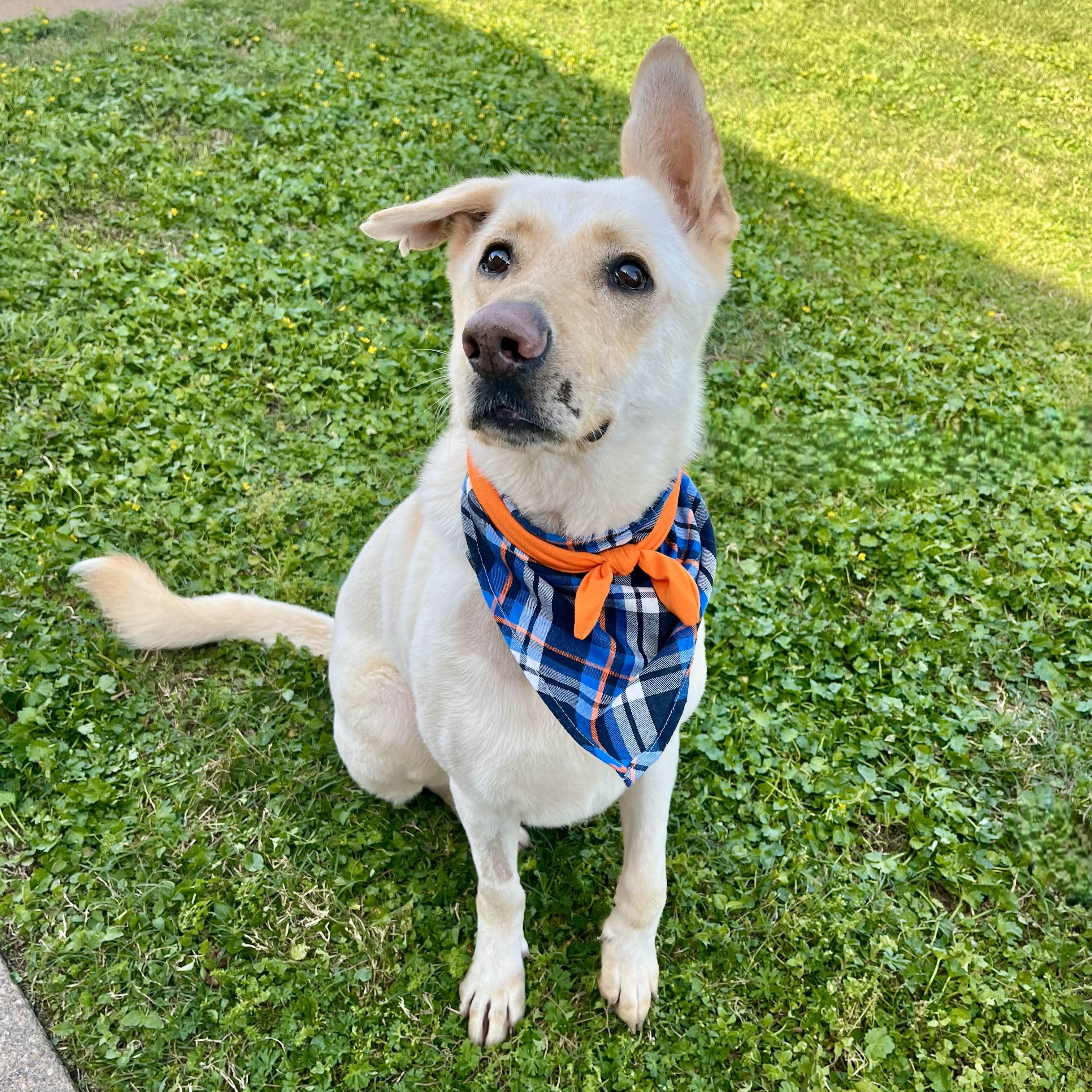 Enlarge Moscow Mule, a Adoptable German Shepherd Dog in Arlington , WA image 4/6