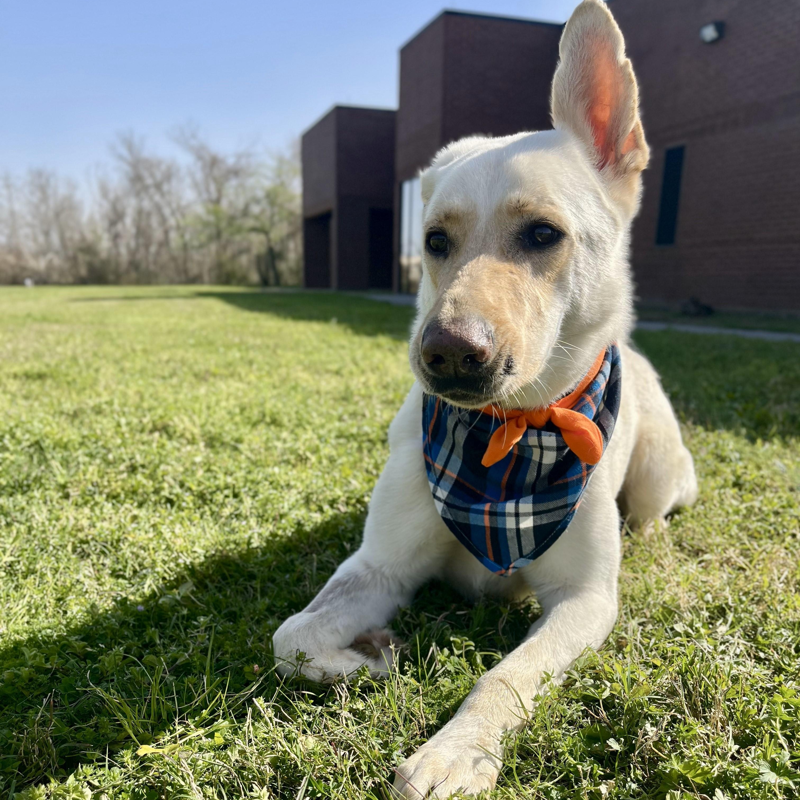 Enlarge Moscow Mule, a Adoptable German Shepherd Dog in Arlington , WA image 2/6