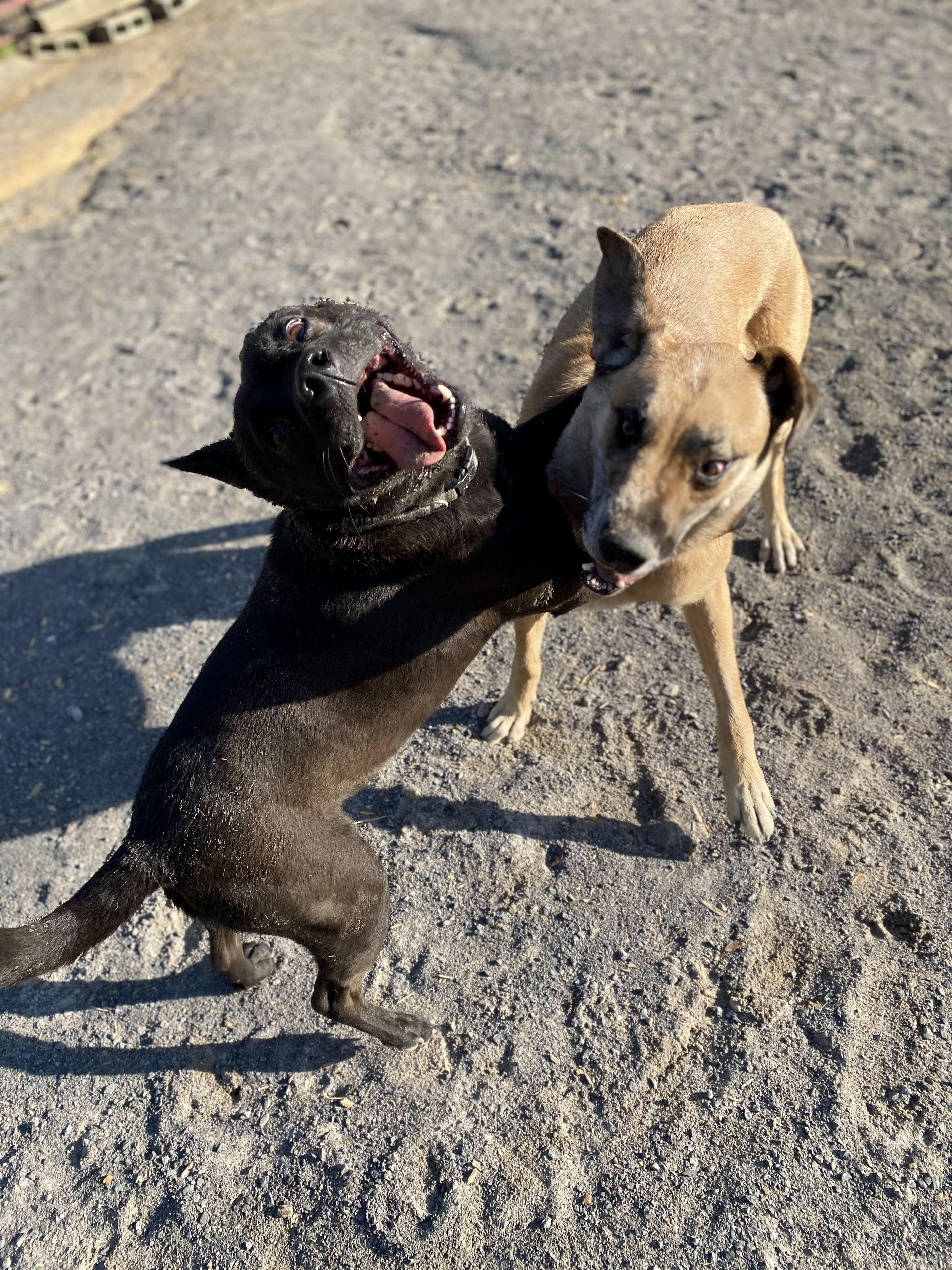 Tyson, a Adoptable mixed breed in Georgetown, TN image 2/6