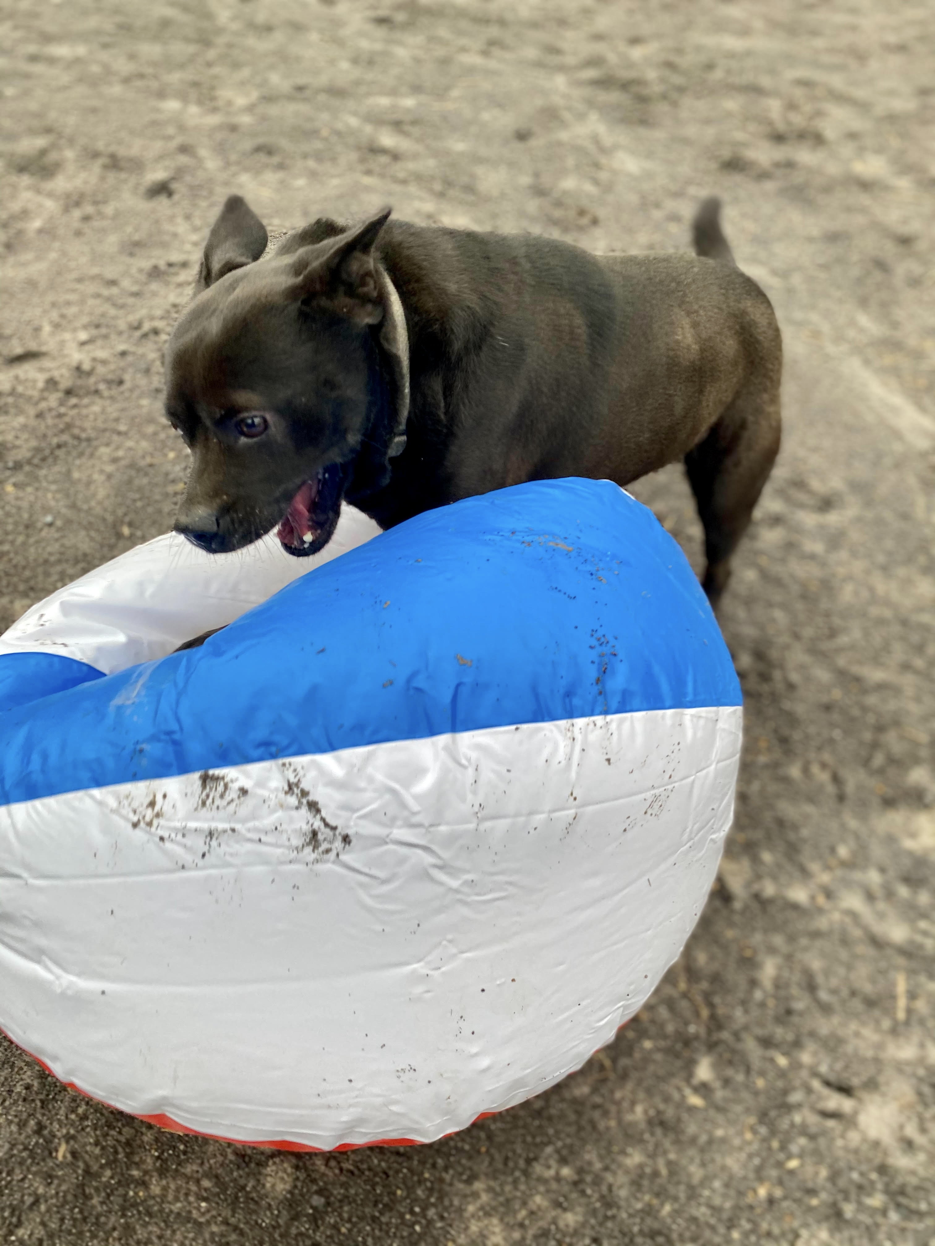 Tyson, a Adoptable mixed breed in Georgetown, TN image 3/6