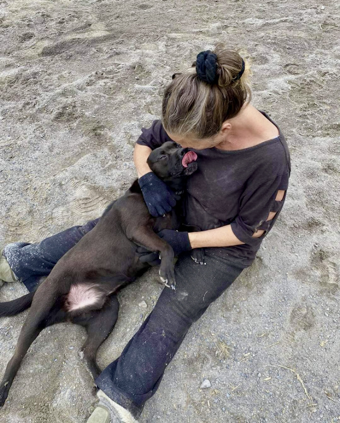 Tyson, a Adoptable mixed breed in Georgetown, TN image 4/6