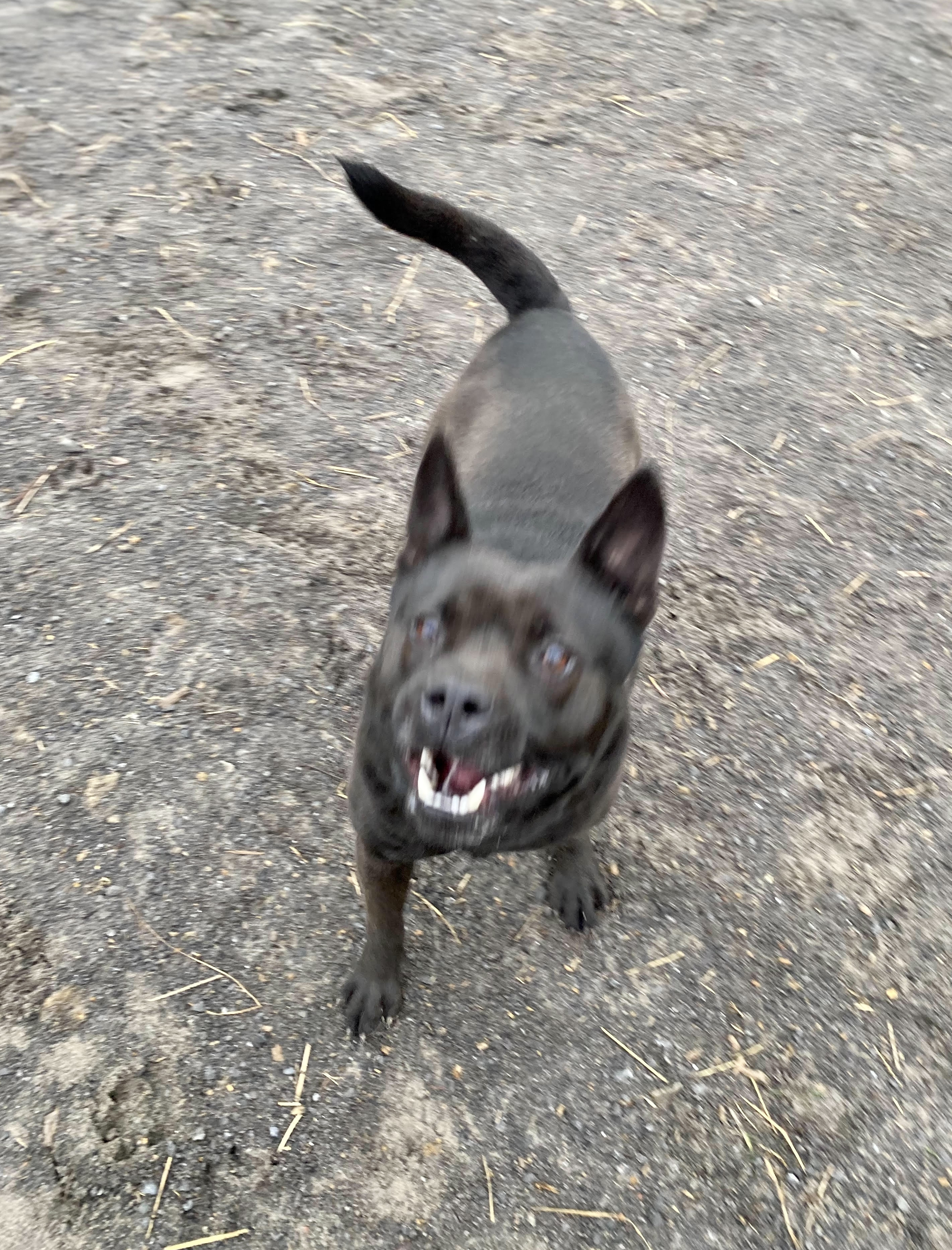 Tyson, a Adoptable mixed breed in Georgetown, TN image 5/6