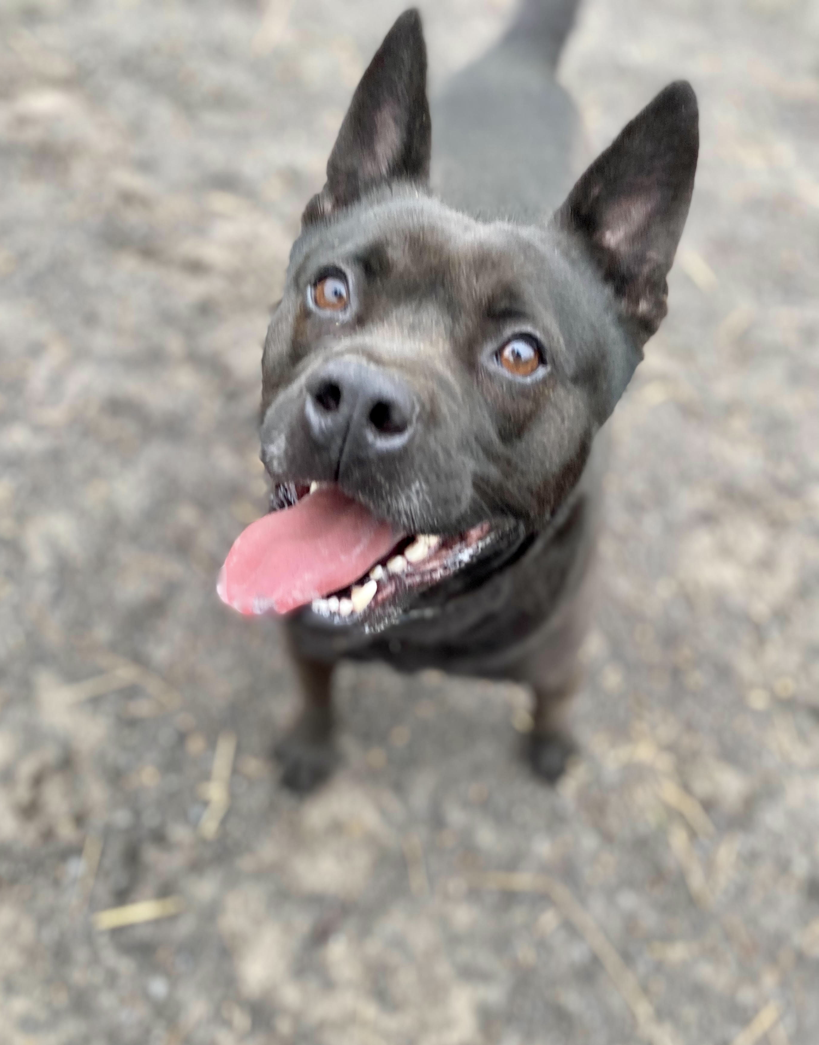 Tyson, a Adoptable mixed breed in Georgetown, TN image 6/6