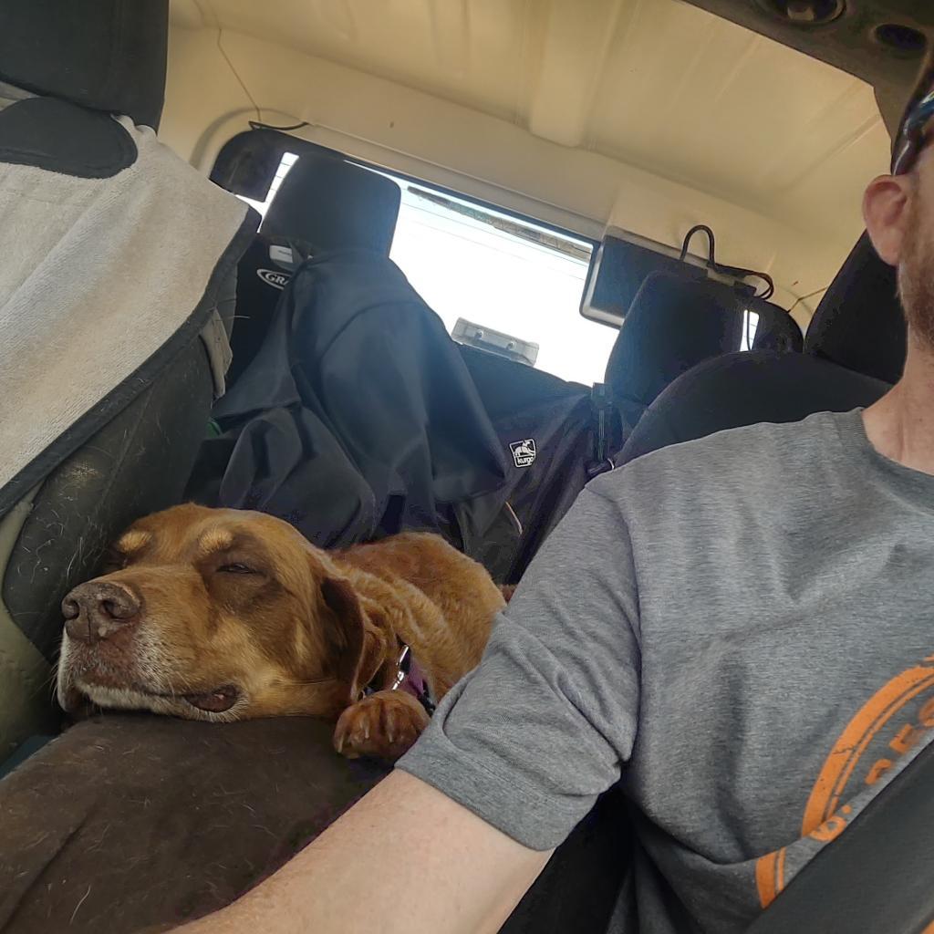 Akita — thumbnail 3